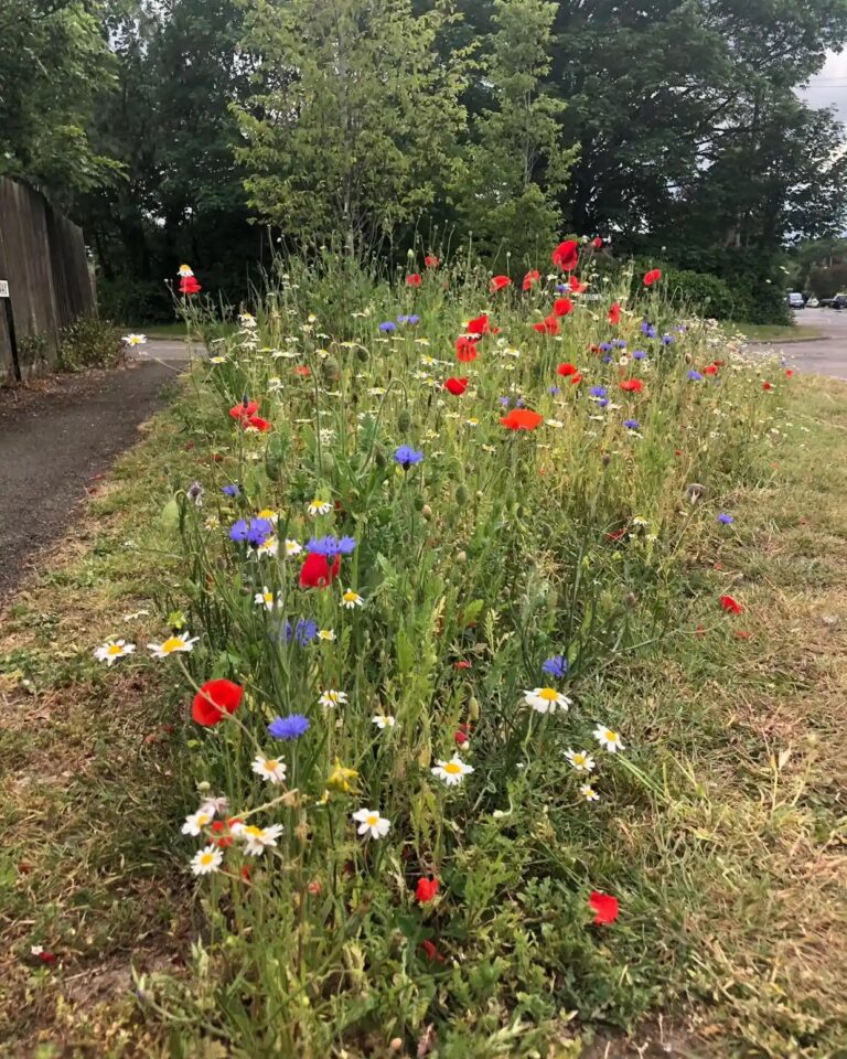 Wildflower Areas in Sennen