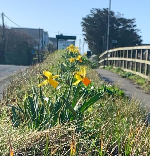 Image of daffodils blooming on the Sennen A30 hedgebank